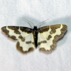 Lomaspilis marginata