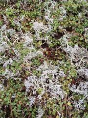 Cladonia rangiferina