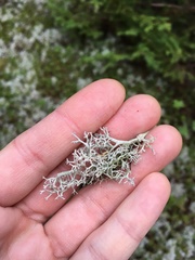Cladonia rangiferina