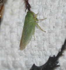 Batracomorphus