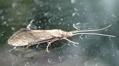 Conoesucidae