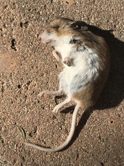 Muroidea