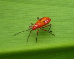 Dysdercus cingulatus