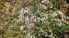Gypsophila