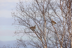 Tympanuchus phasianellus