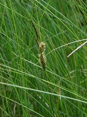 Carex lasiocarpa