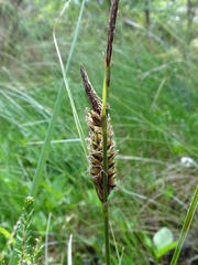 Carex lasiocarpa