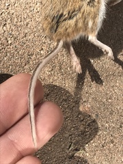 Muroidea