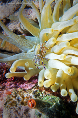 Periclimenes yucatanicus