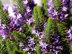 Merciera azurea