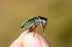 Anonconotus occidentalis