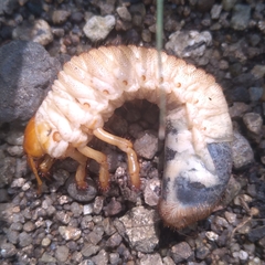 Scarabaeidae