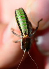 Anonconotus occidentalis