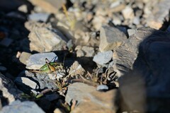 Anonconotus occidentalis