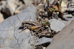 Anonconotus occidentalis