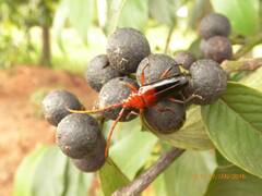 Oxymerus basalis