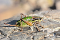 Anonconotus occidentalis