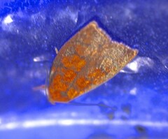 Pycnozancla