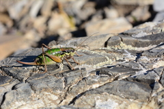 Anonconotus occidentalis