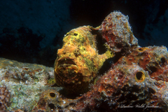 Antennarius multiocellatus