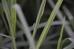 Draeculacephala minerva