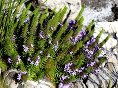 Merciera azurea