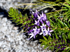 Merciera azurea