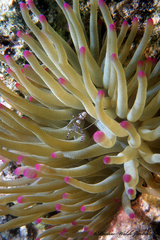 Periclimenes yucatanicus