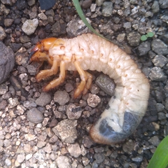 Scarabaeidae