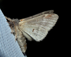 Notodonta dromedarius