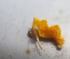Anthocoridae