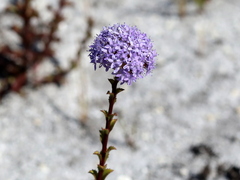 Pseudoselago serrata