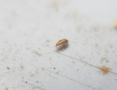 Anthocoridae