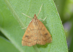 Mnesictena flavidalis