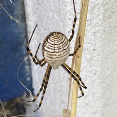 Argiope trifasciata