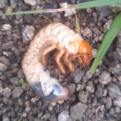 Scarabaeidae