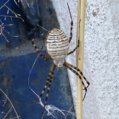 Argiope trifasciata