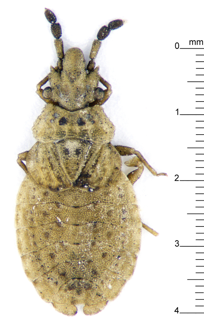 Pine Flat Bug