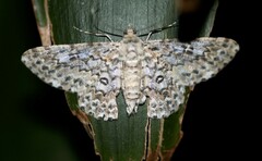 Cleora sabulata