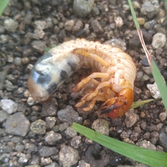Scarabaeidae