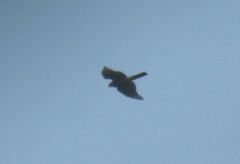 Accipiter nisus nisus