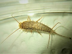 Ctenolepisma ciliatum