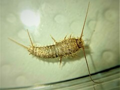 Ctenolepisma ciliatum