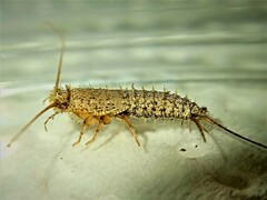 Ctenolepisma ciliatum