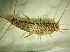 Ctenolepisma ciliatum
