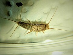Ctenolepisma ciliatum
