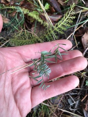 Vicia cracca cracca