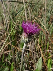 Cirsium dissectum