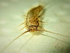 Ctenolepisma ciliatum