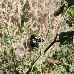 Solanum americanum